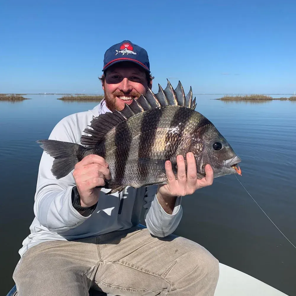 Man smiling, holding a striped sheepshead fish on a boat in a marshy area under a blue sky.