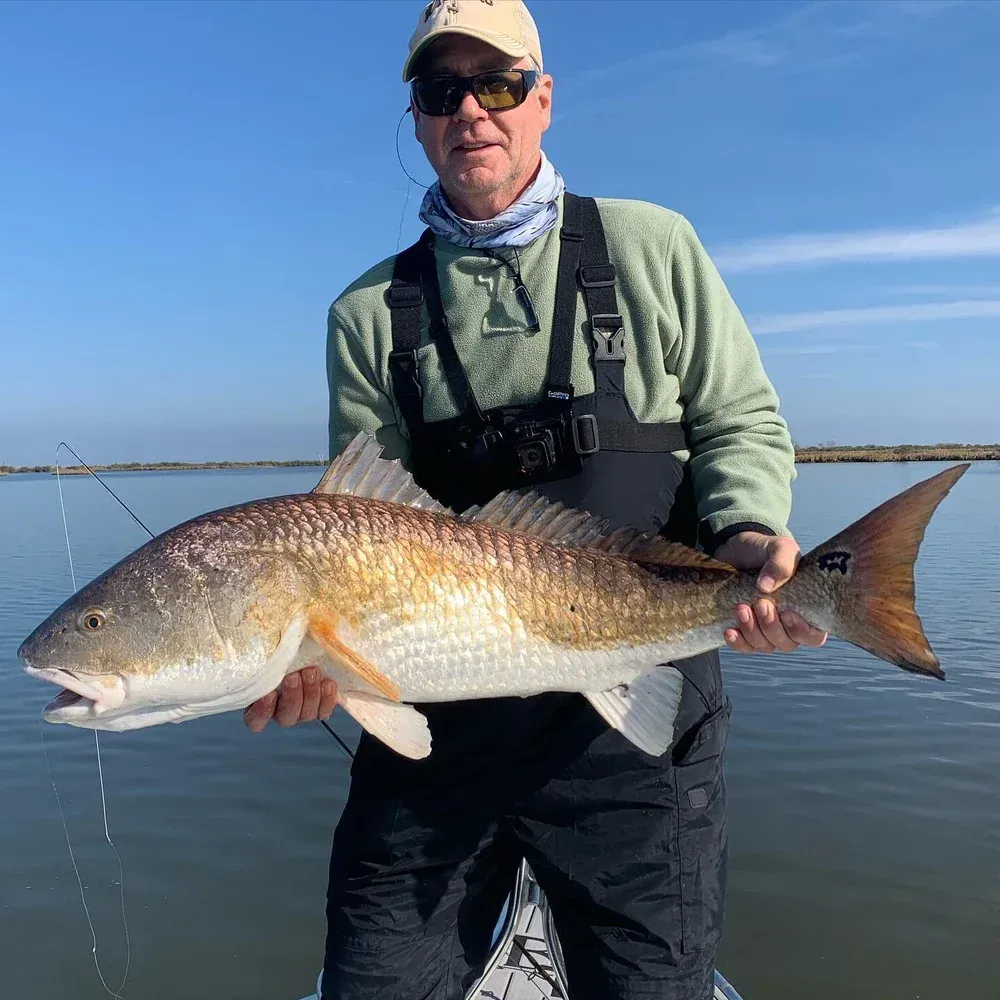 Man in waders holding a large redfish, standing on a boat in a sunny bay.