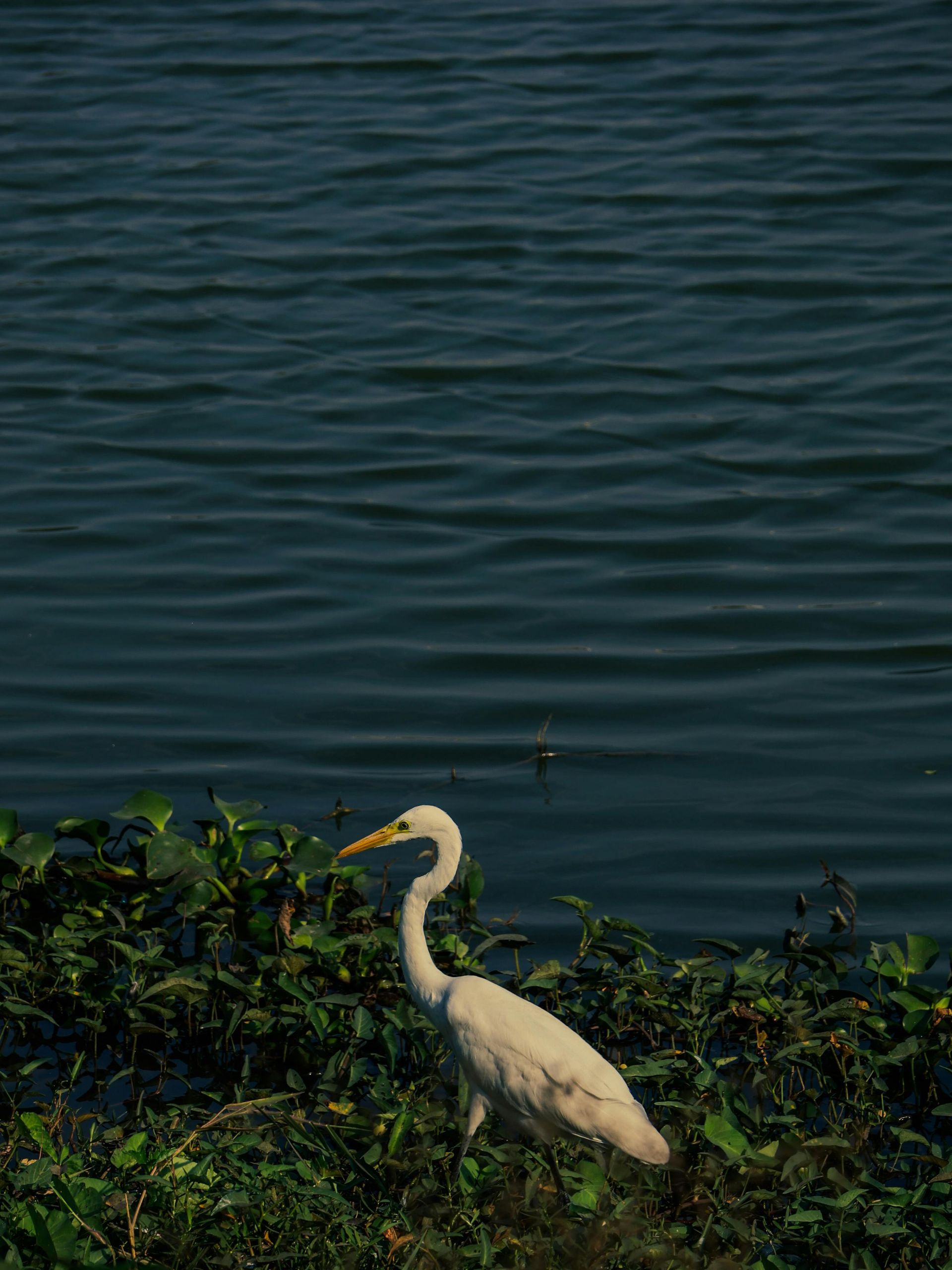 White heron standing by dark rippling water with green shoreline plants