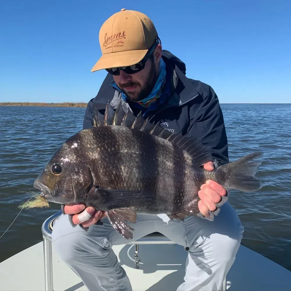 Man holding a striped sheepshead fish on a boat, blue water, sunny day.