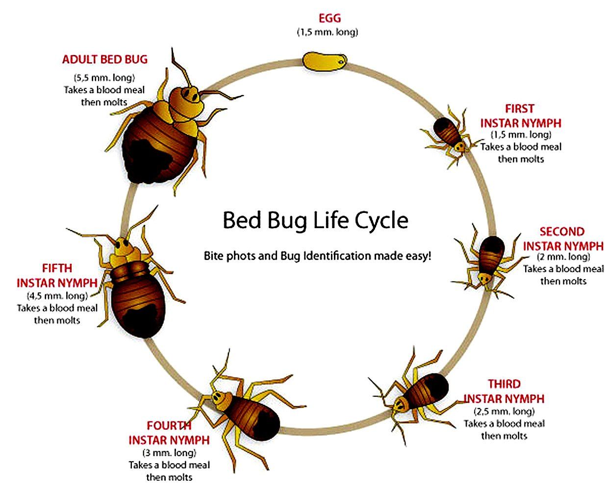 Bed Bug Control Elk Grove, CA