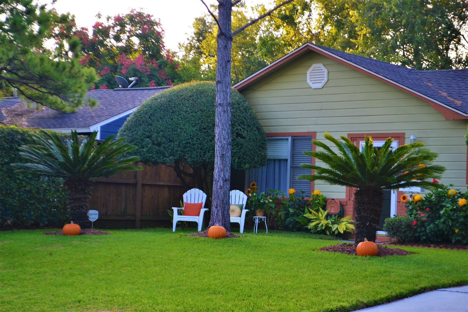 Backyard lawn with palm trees and pumpkin decorations.