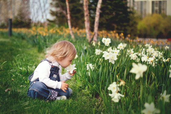 Small toddler child sitting in the grass smelling white flowers.