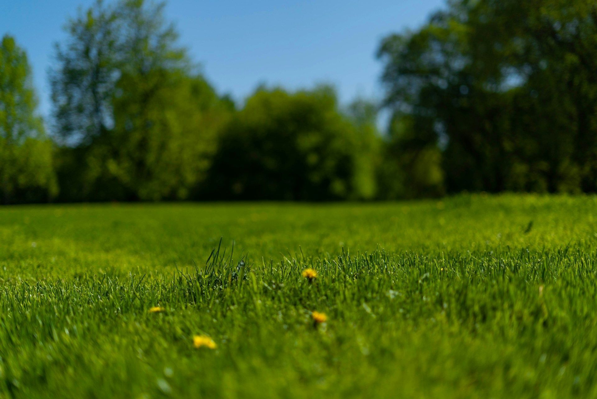 South Jersey landscaping lawn