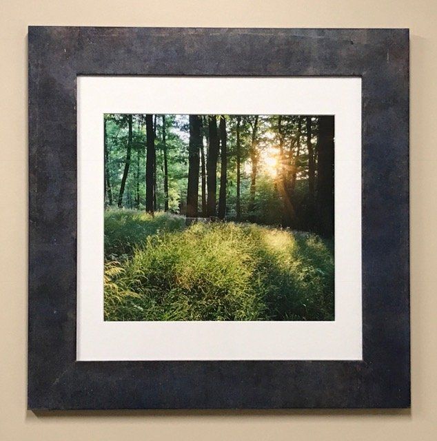 A picture of a forest with the sun shining through the trees