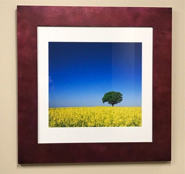 A framed picture of a tree in a field of yellow flowers