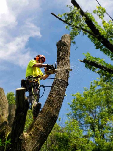 Arborist in neon yellow gear cutting branches from a tall tree against a blue sky