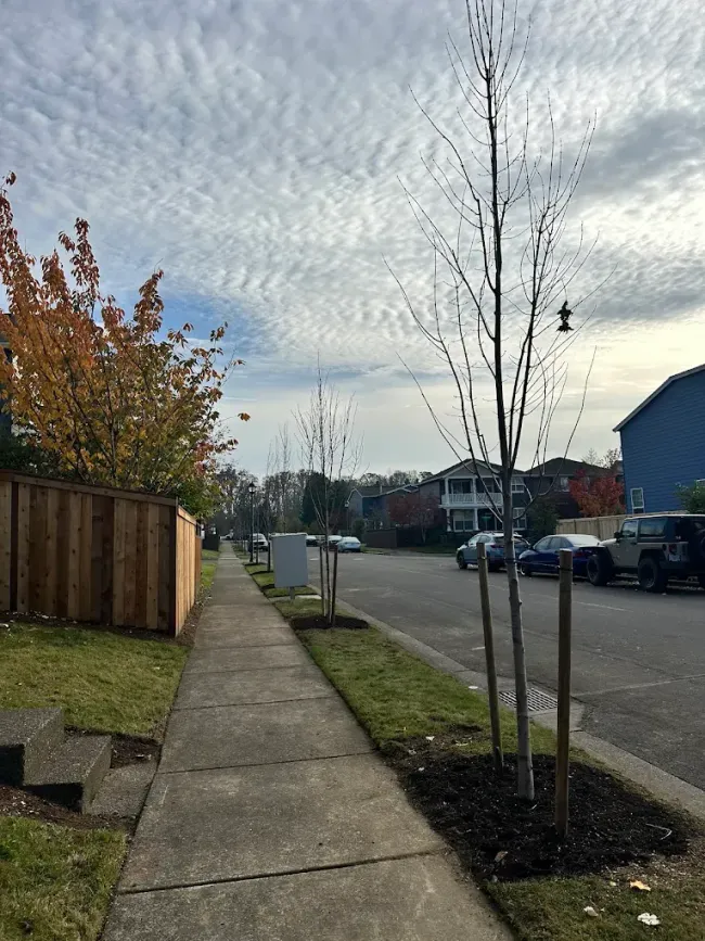 Suburban sidewalk beside a quiet street, with young trees, houses, parked cars, and a cloudy sky.