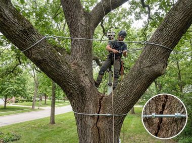 Tree worker climbing a large tree with safety ropes in a park