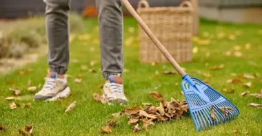 Person raking autumn leaves on green grass with a blue rake