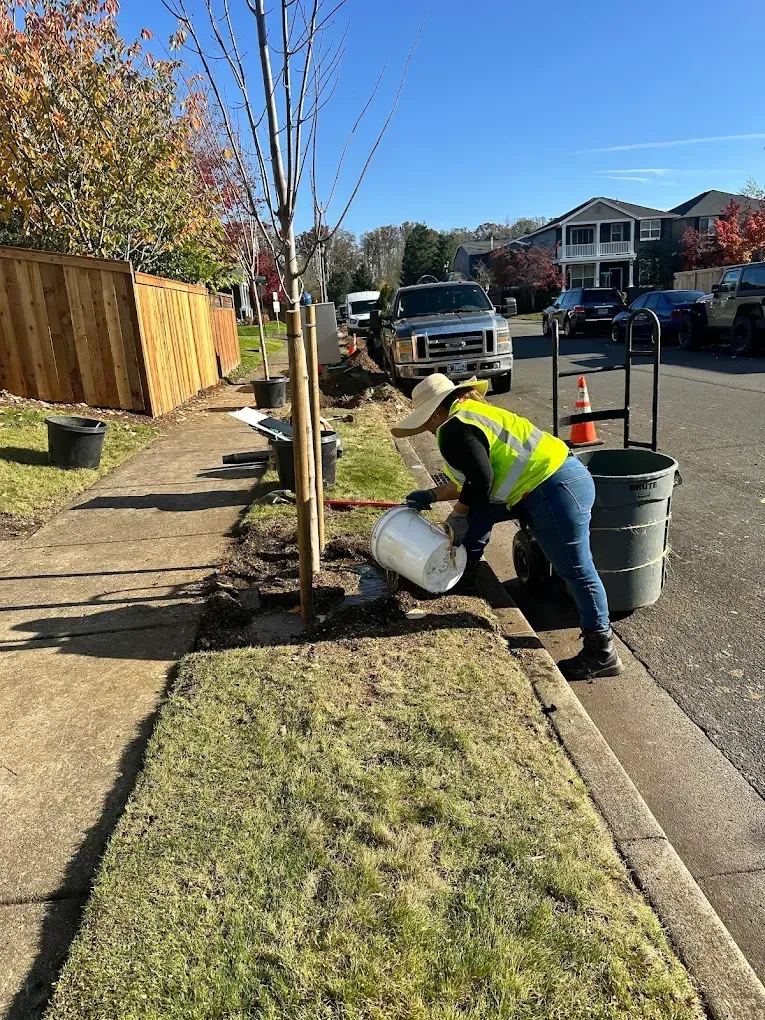 Worker in neon vest watering a newly planted tree along a suburban sidewalk
