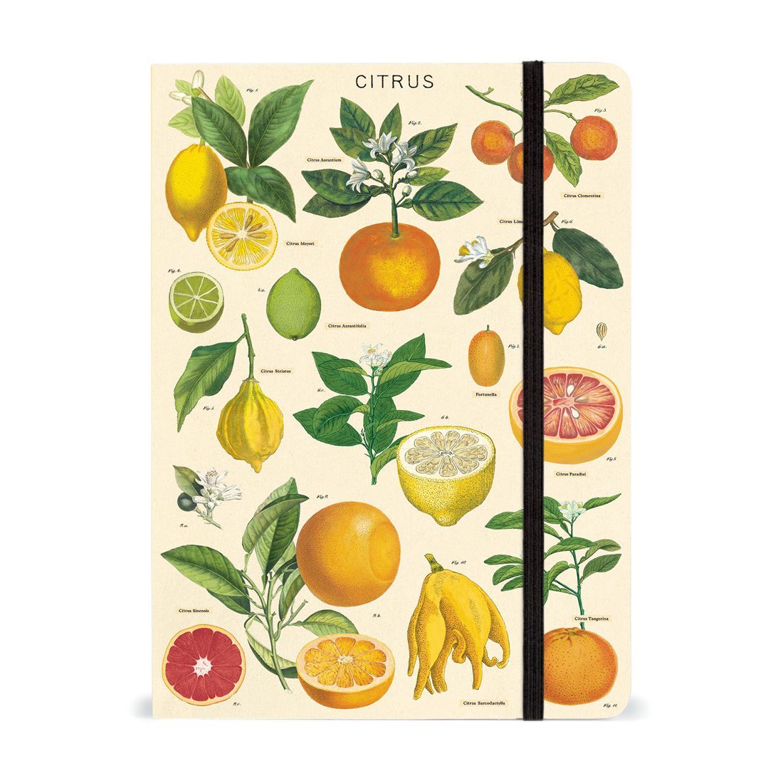 Caderno com Elástico Citrus da Cavallini