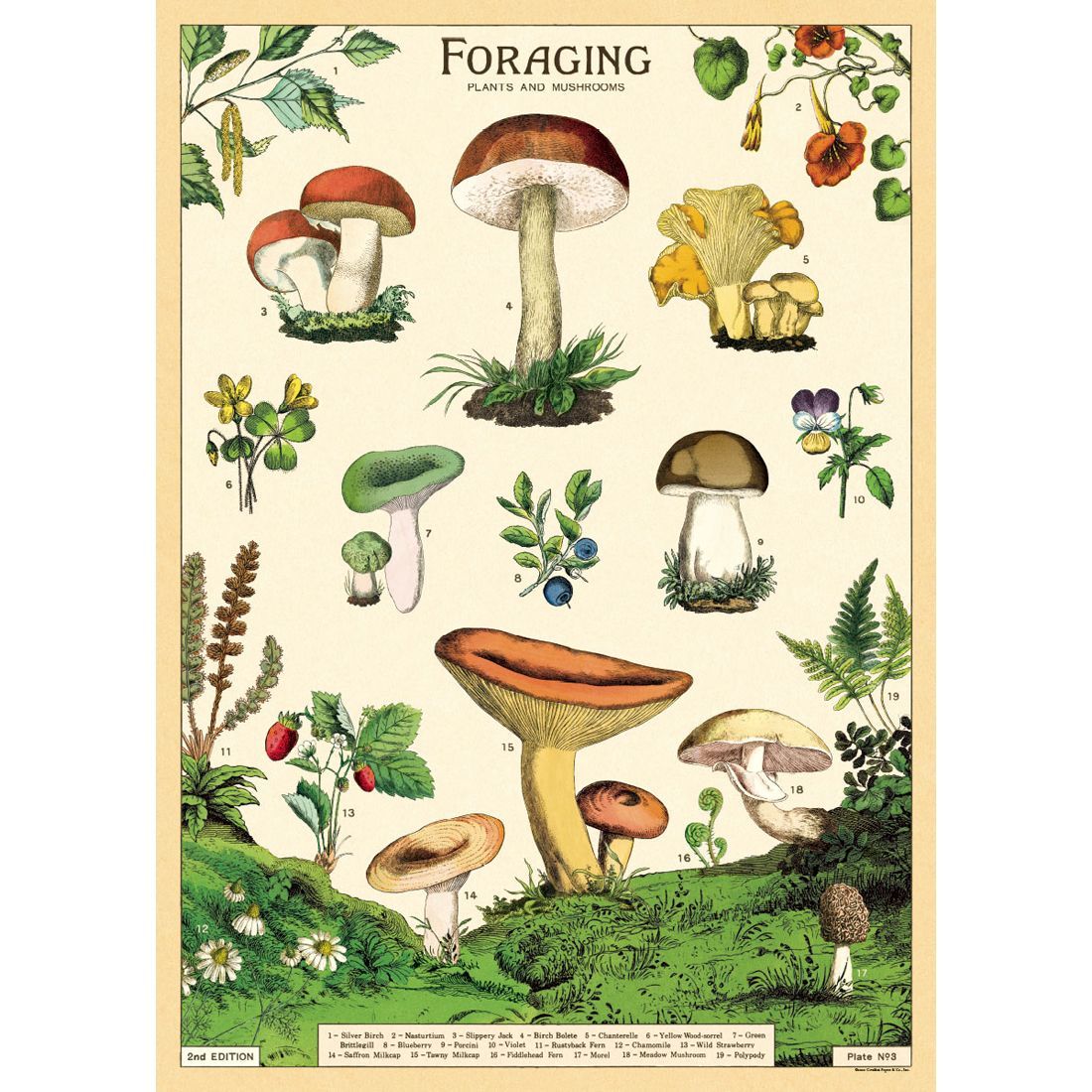 Poster com cogumelos Foraging da Cavallini