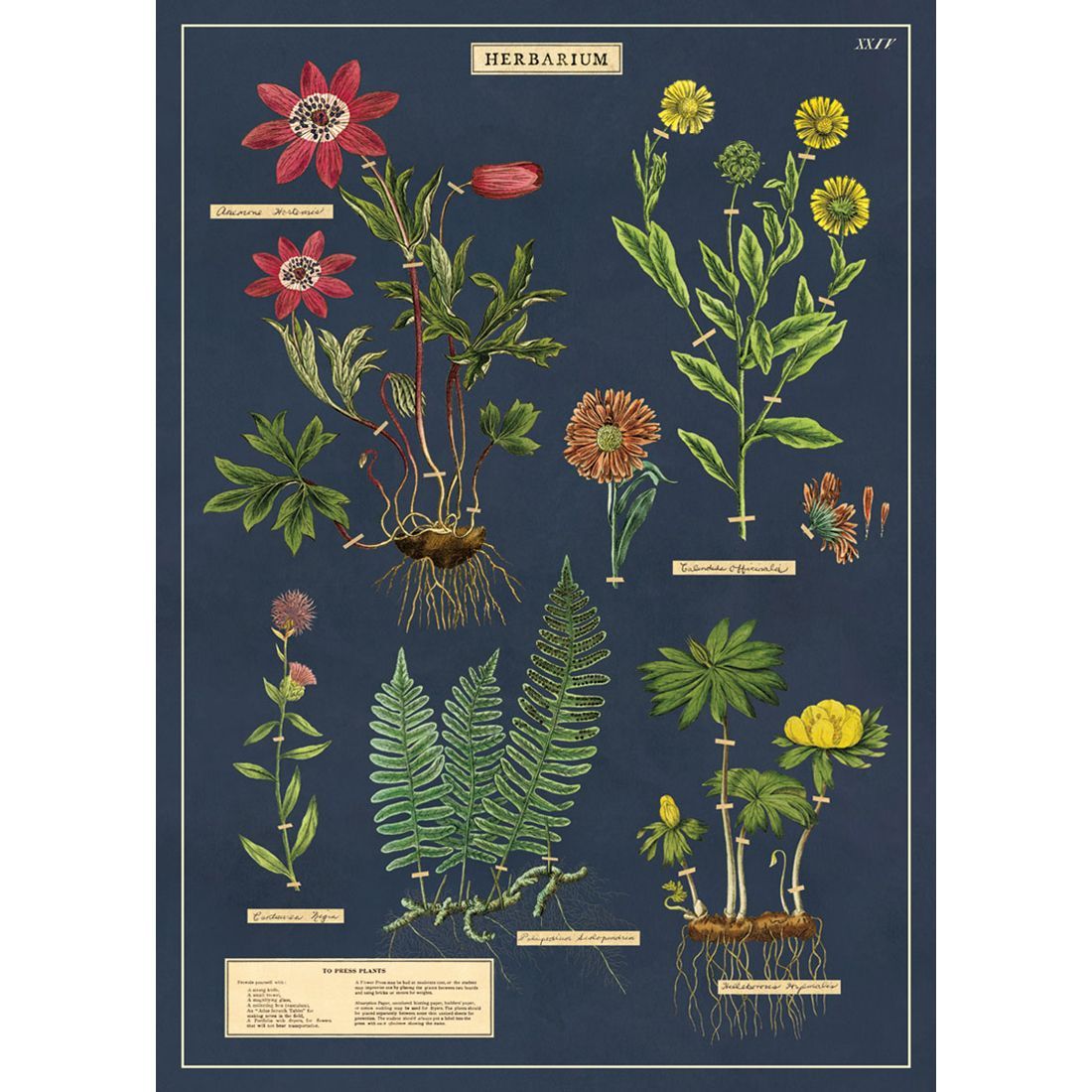 Poster com plantas Herbarium da Cavallini