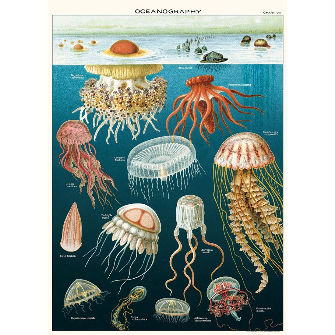 Poster com animais do mar Jellyfish da Cavallini