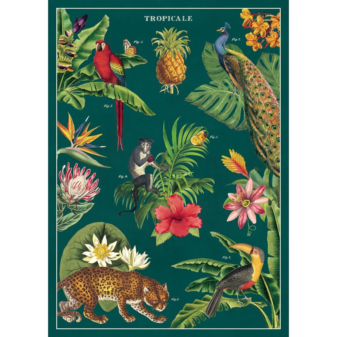 Poster com animais e plantas tropicais da Cavallini