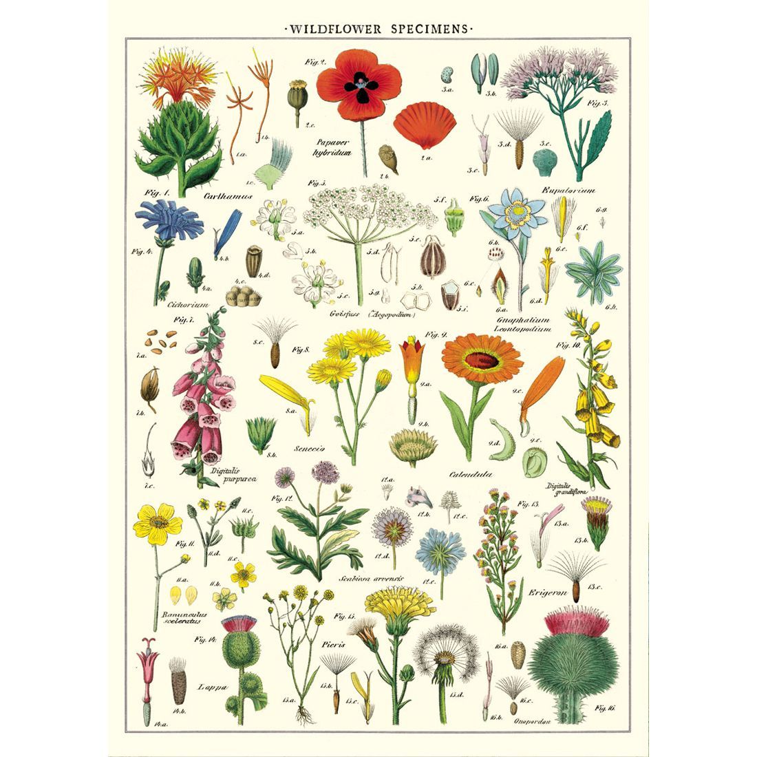 Poster com flores e plantas da Cavallini