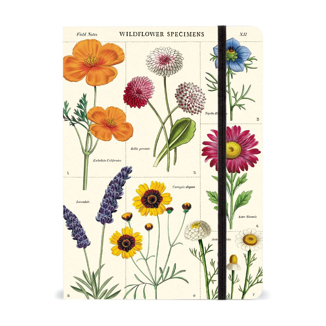 Caderno com Elástico Wildflowers da Cavallini