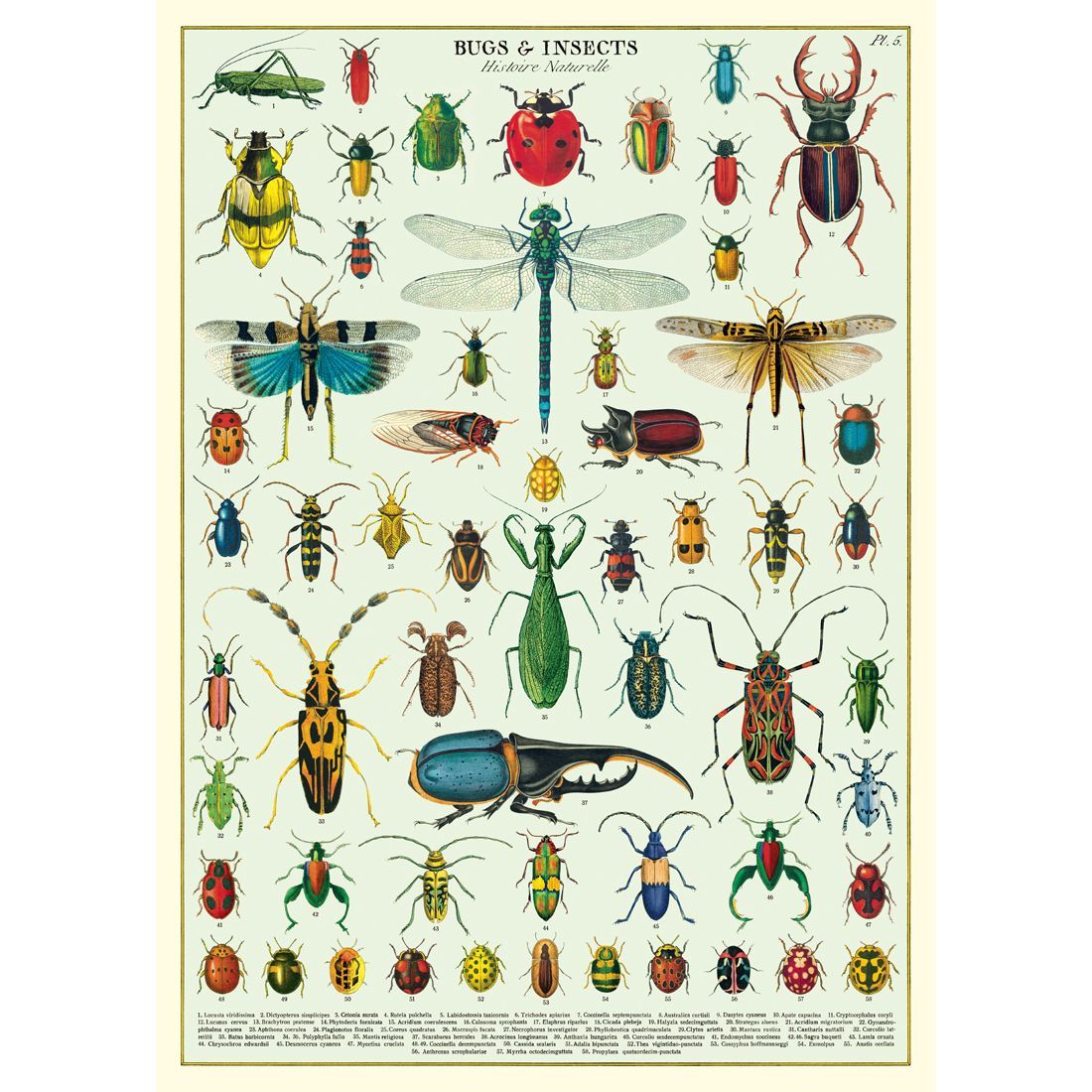 Poster com insetos Bugs & Insects da Cavallini