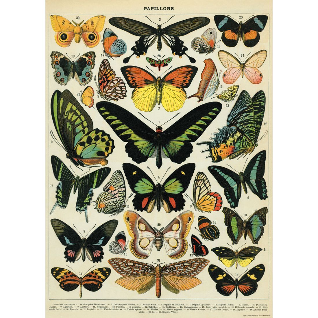 Poster com borboletas Butterflies da Cavallini