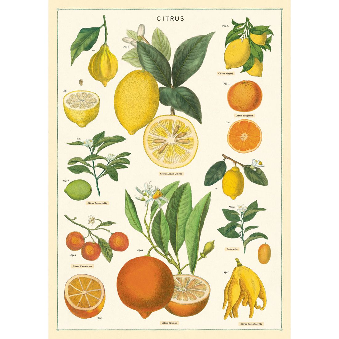 Poster com frutos Citrus da Cavallini