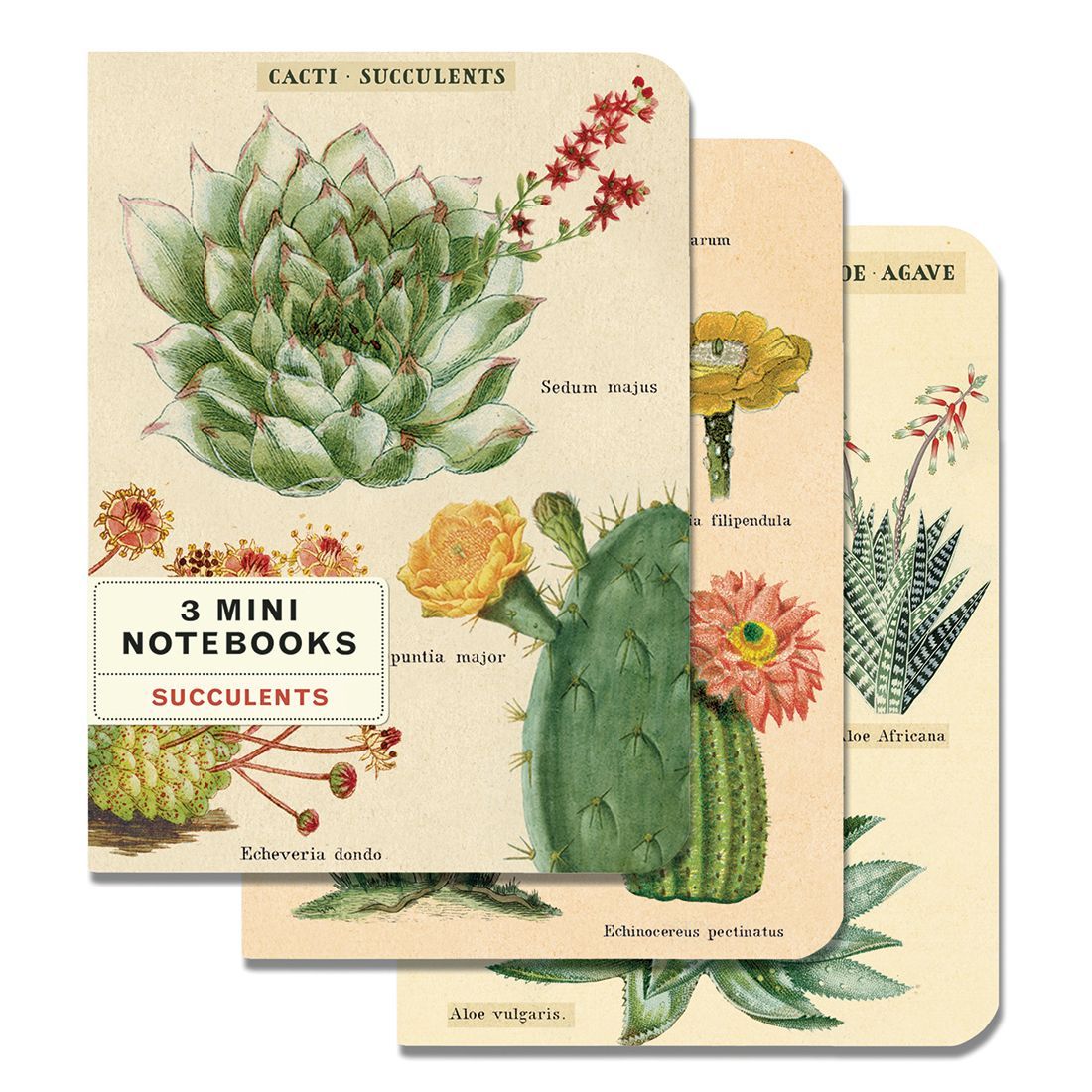 Mini Cuadernos Cacti & Succulents da Cavallini