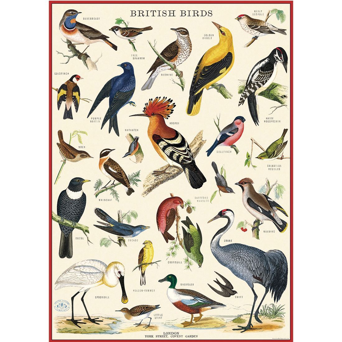 Poster de pássaros British Birds da Cavallini