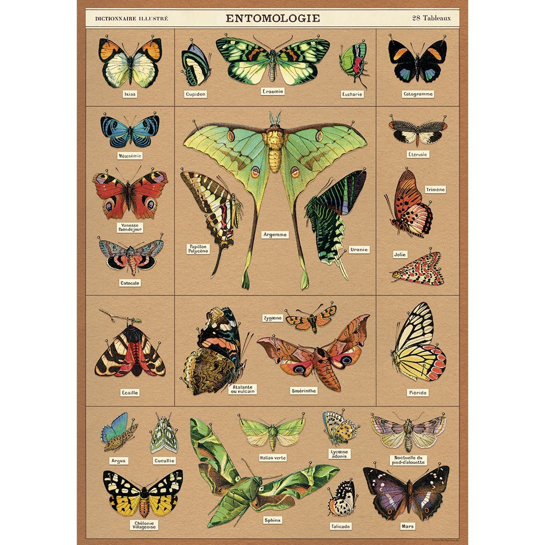 Poster de animais Entomology da Cavallini