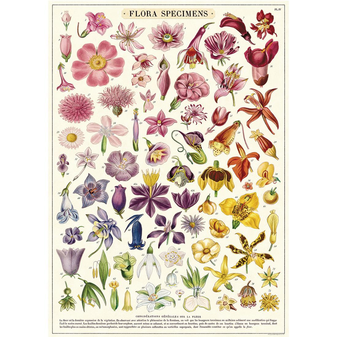 Poster vintage com flores Flora Specimens da Cavallini