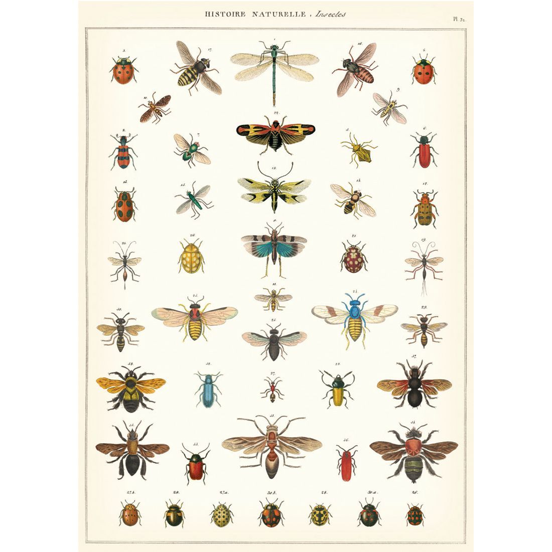 Poster Vintage Natural History Insects da Cavallini