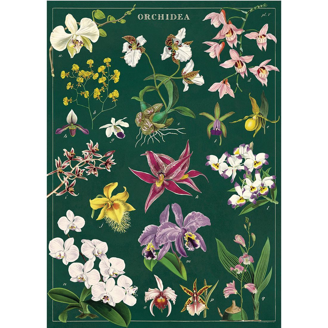 Poster com flores Orchid da Cavallini