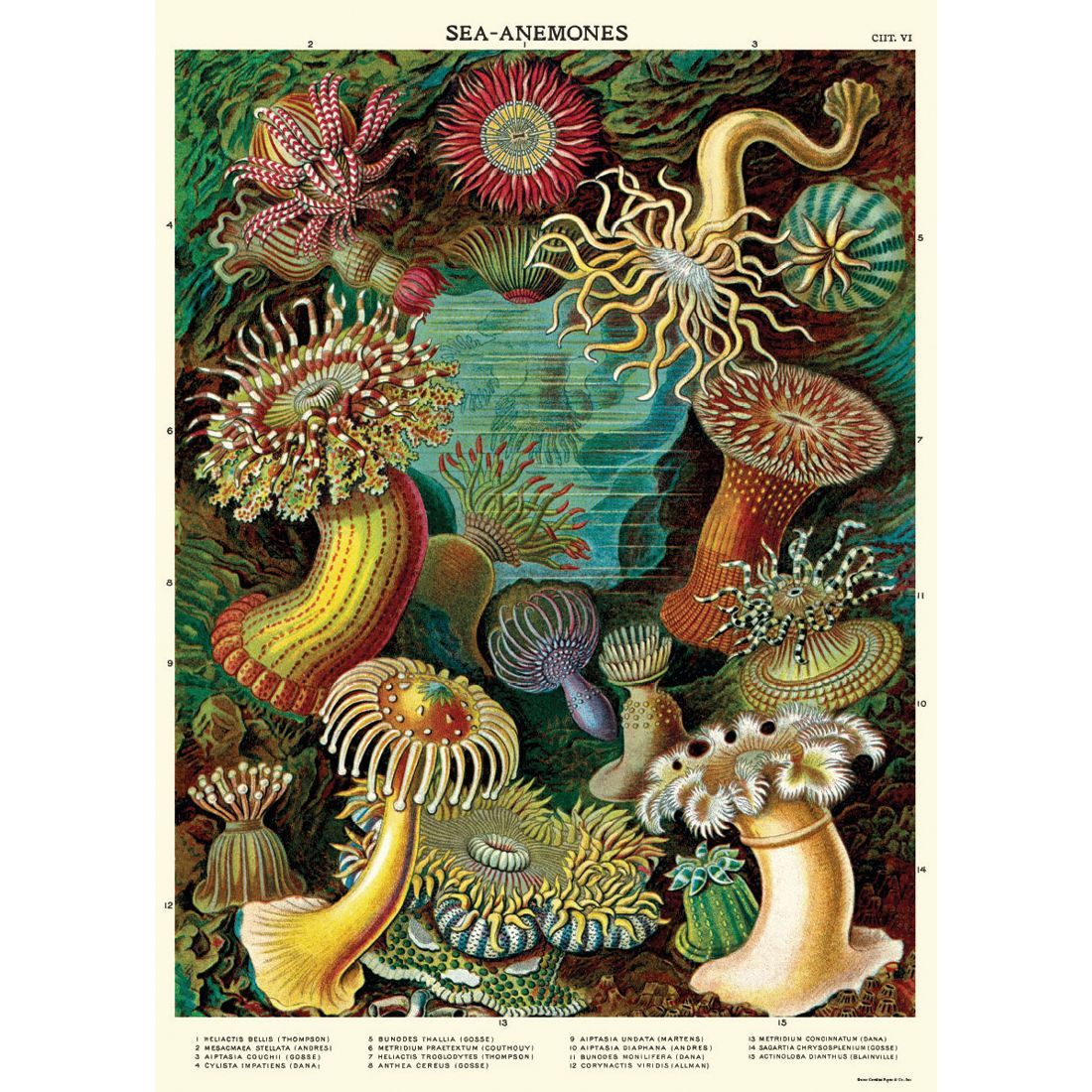 Poster Vintage Sea Anemones da Cavallini