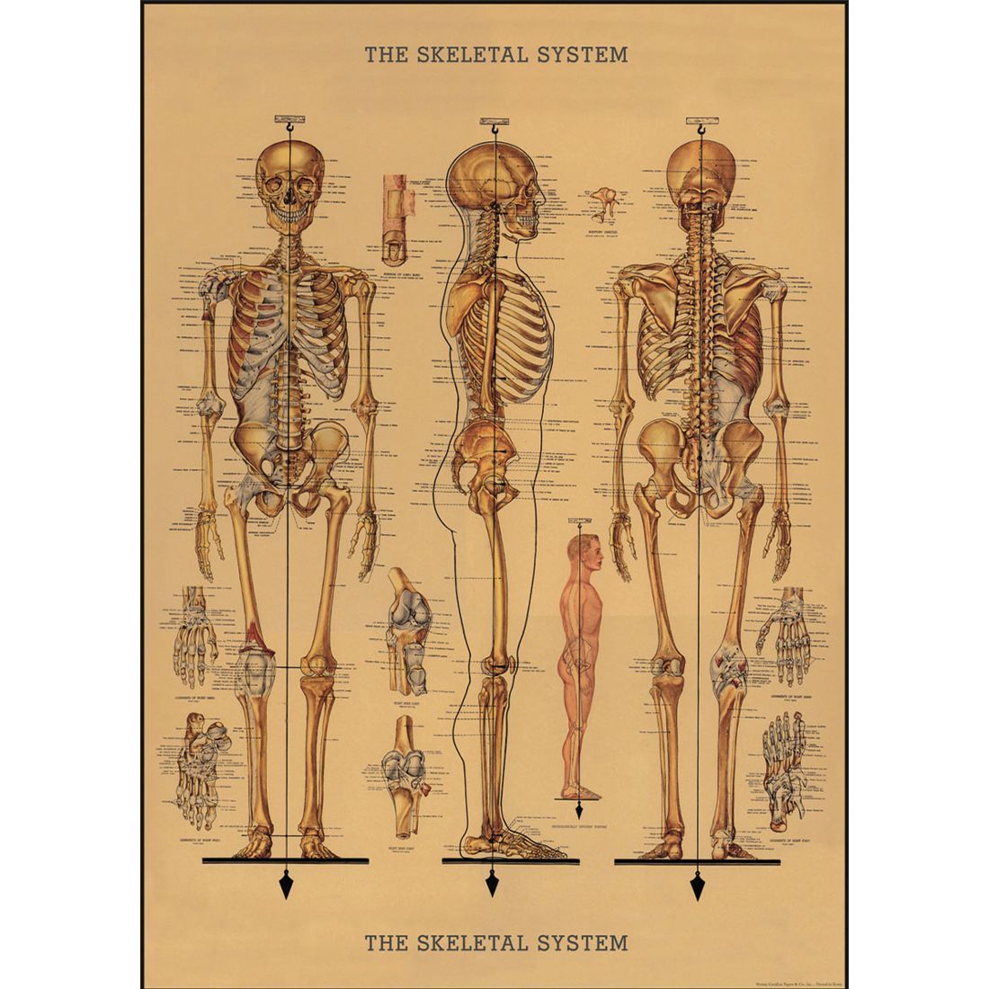 Poster Vintage Skeleton da Cavallini