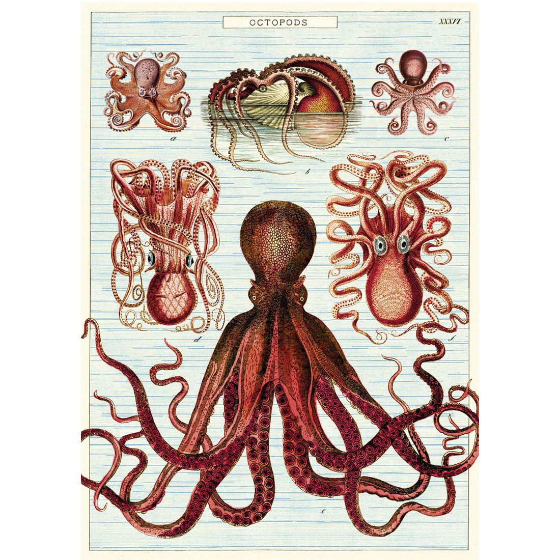 Poster vintage Octopods da Cavallini