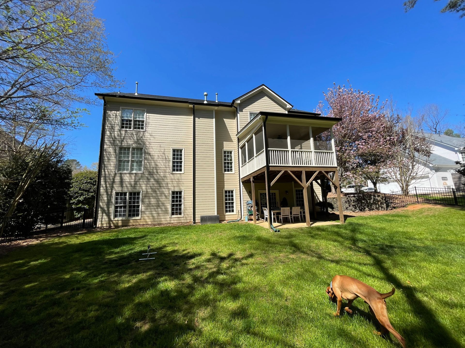 A dog is sniffing the grass in front of a large house.