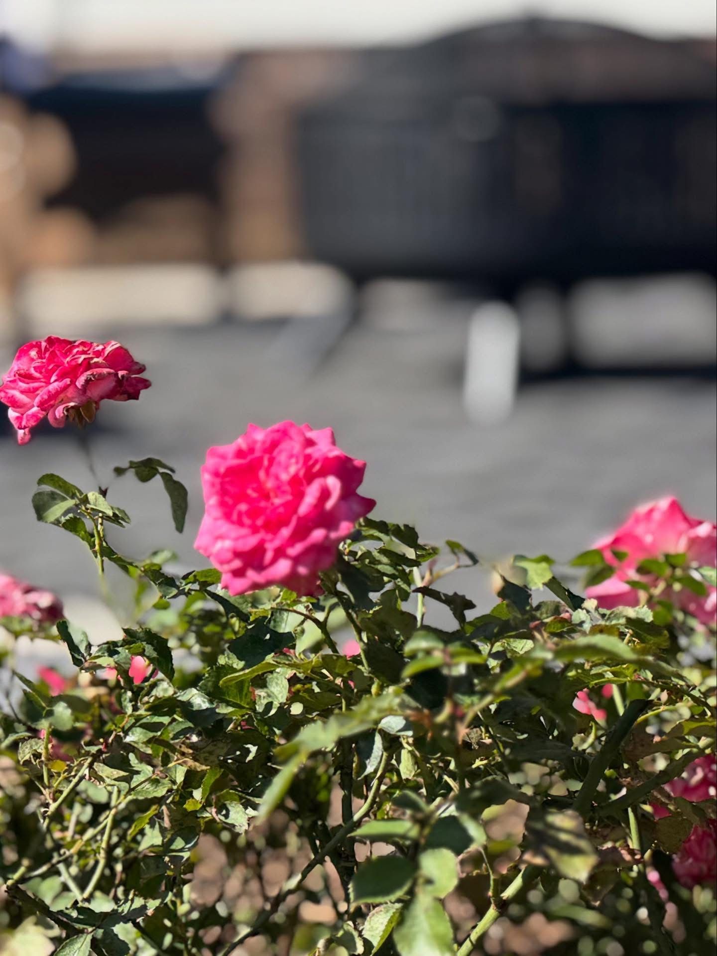 A pond surrounded by rocks and trees is lit up at night.