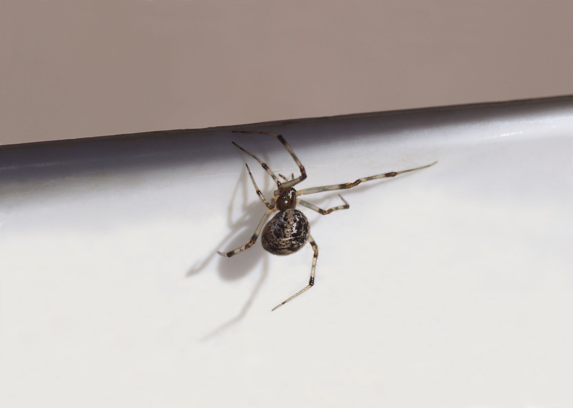 Spider on white surface with long legs and patterned body.
