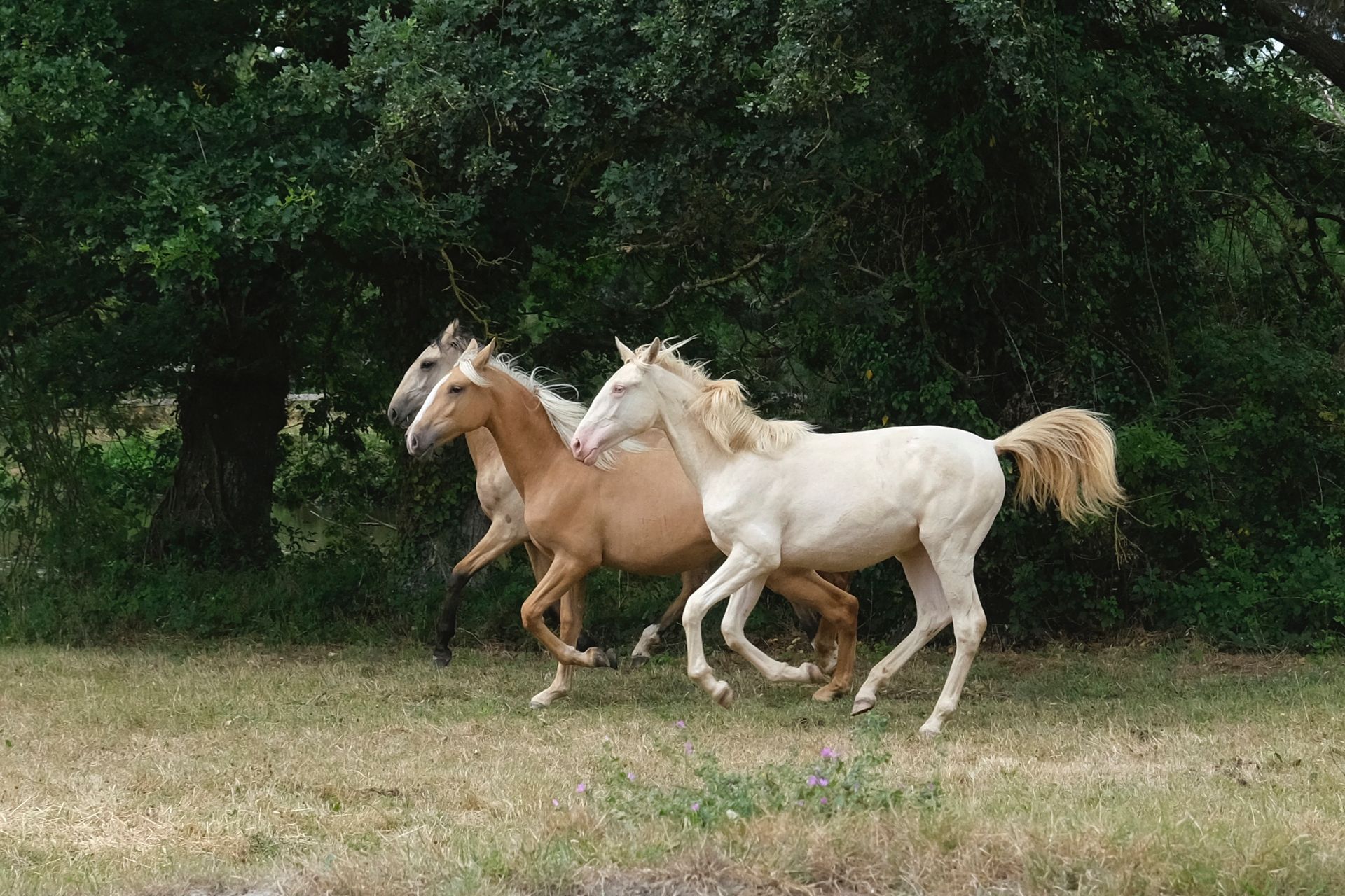 Set amongst a Breton horse-herd join us for a transformative journey in Brittany, France
