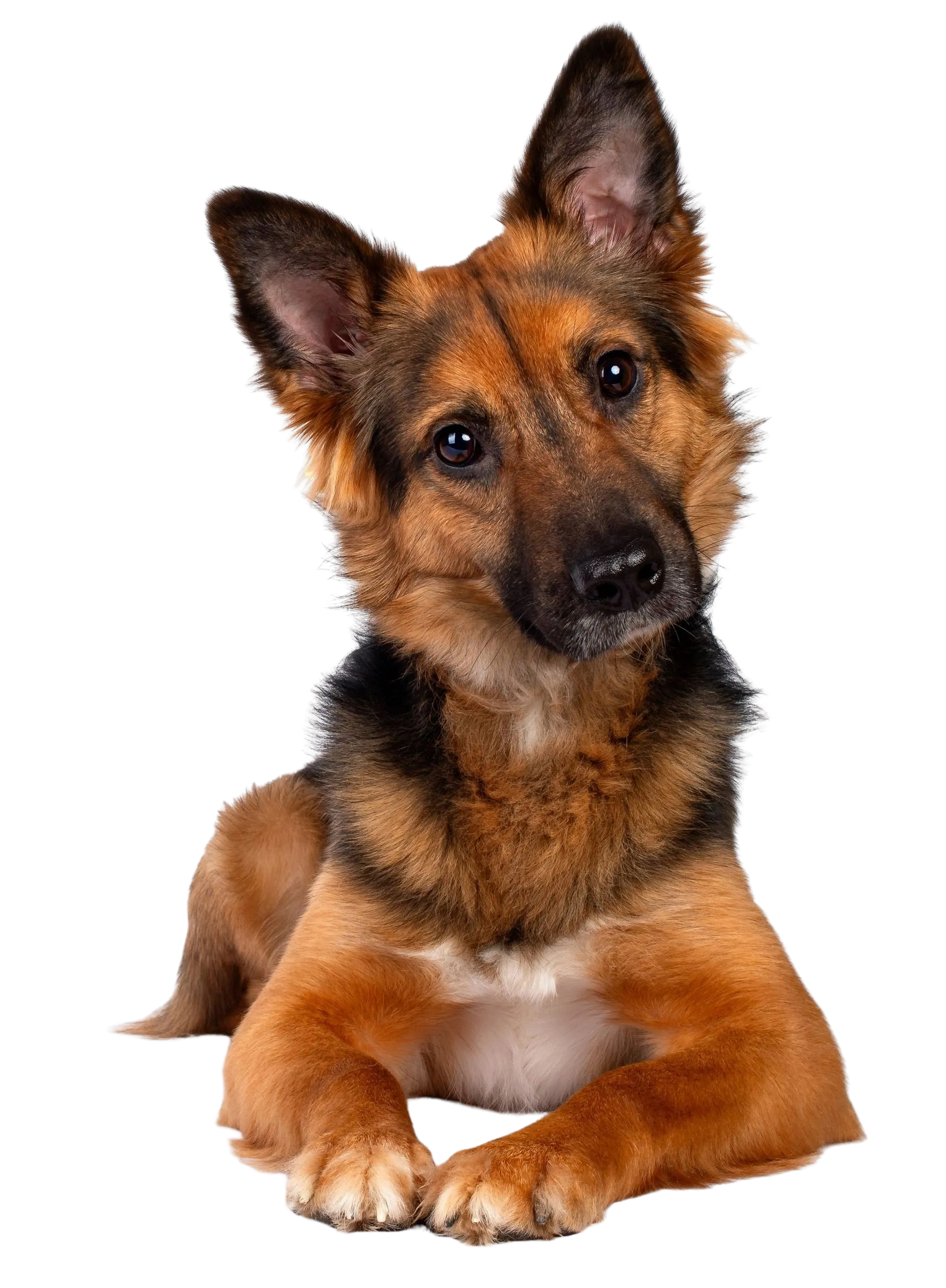 A brown and black dog is laying down on a white background and looking at the camera.