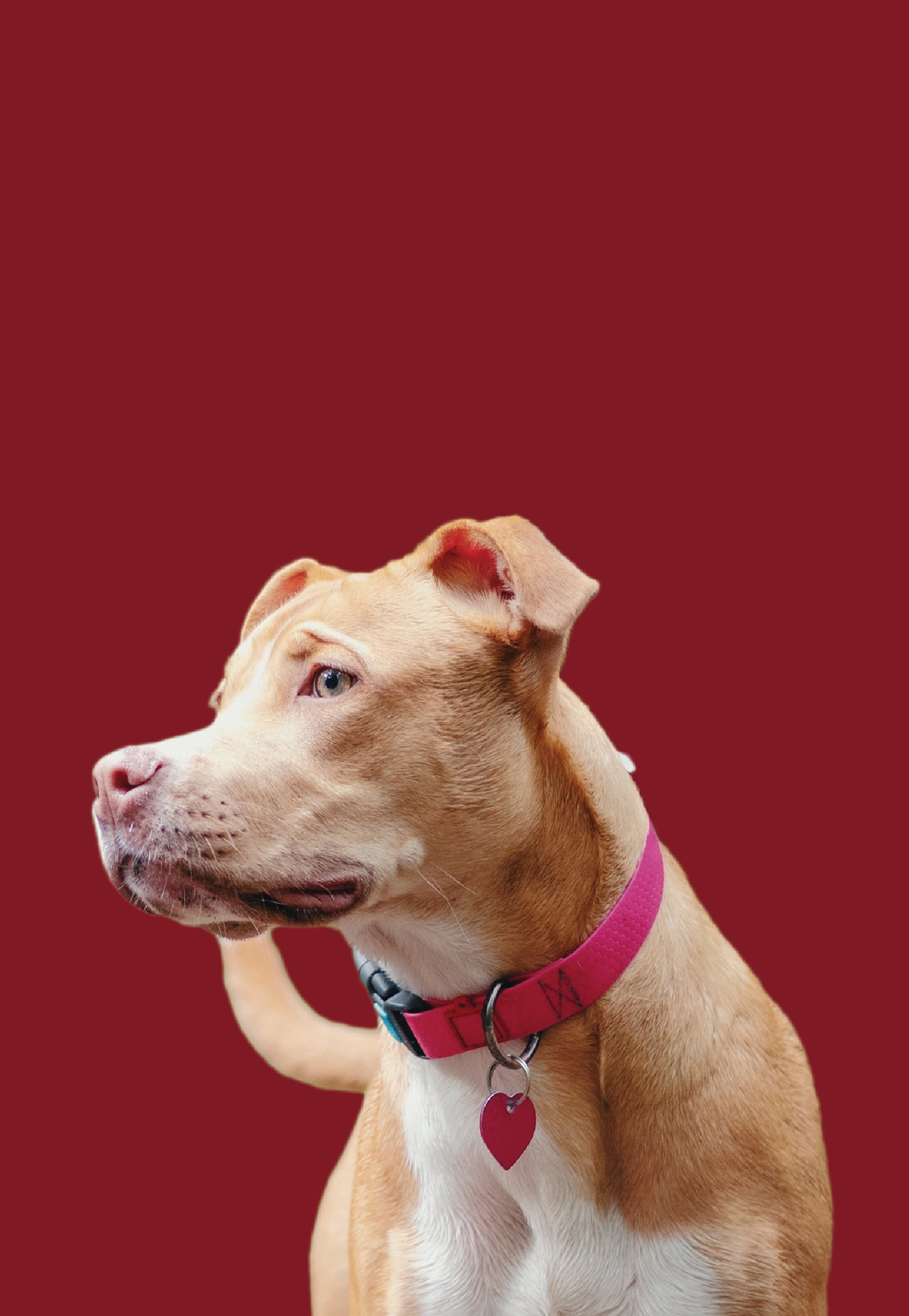 A brown and white dog with a pink collar is sitting on a red background.