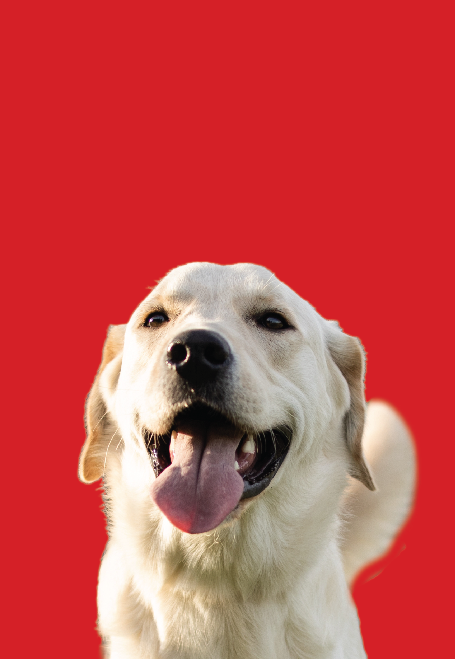 A white dog with its tongue hanging out is smiling on a red background.