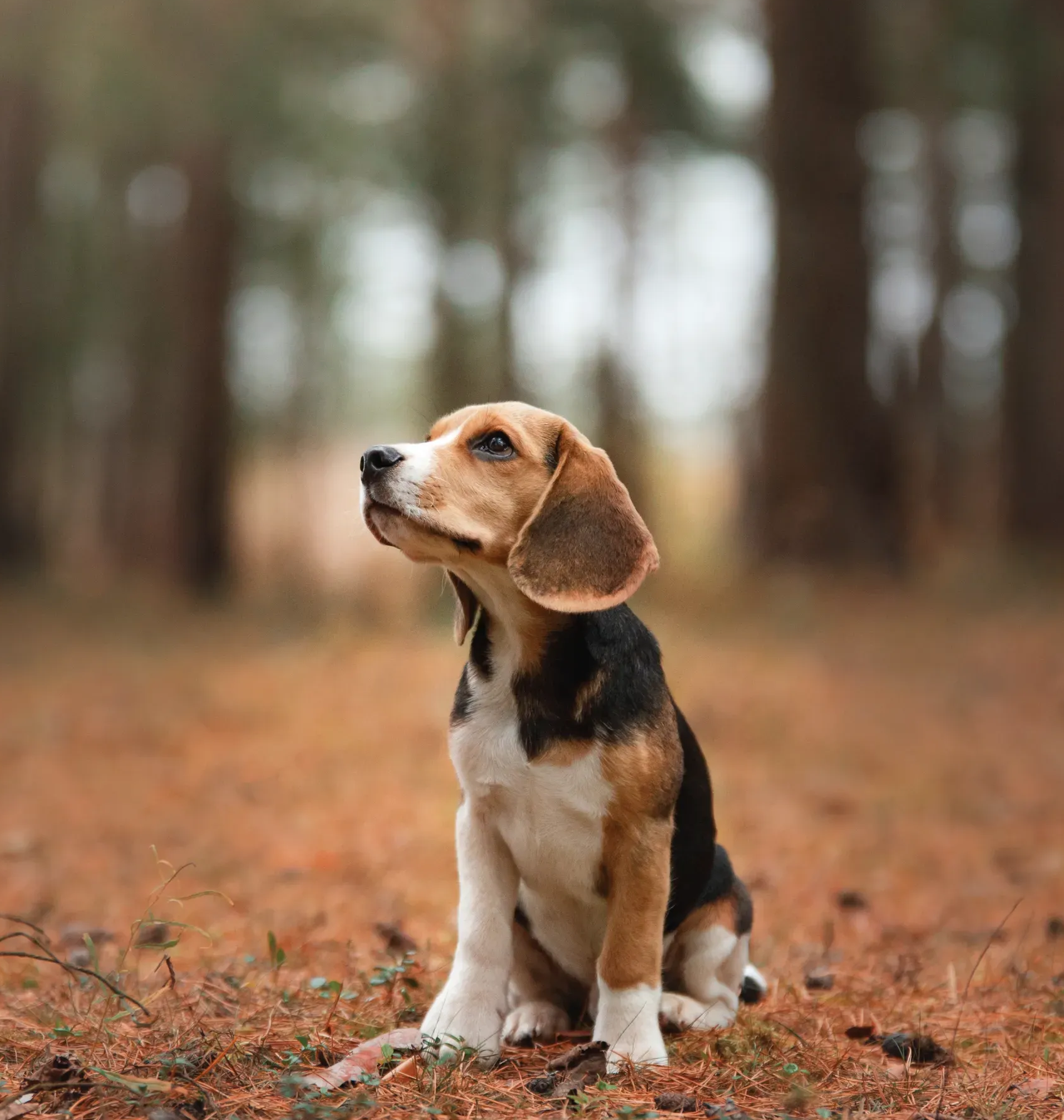 Beagle puppy sitting in a forest, looking upward. Brown, black, and white fur. Autumn leaves on the ground.