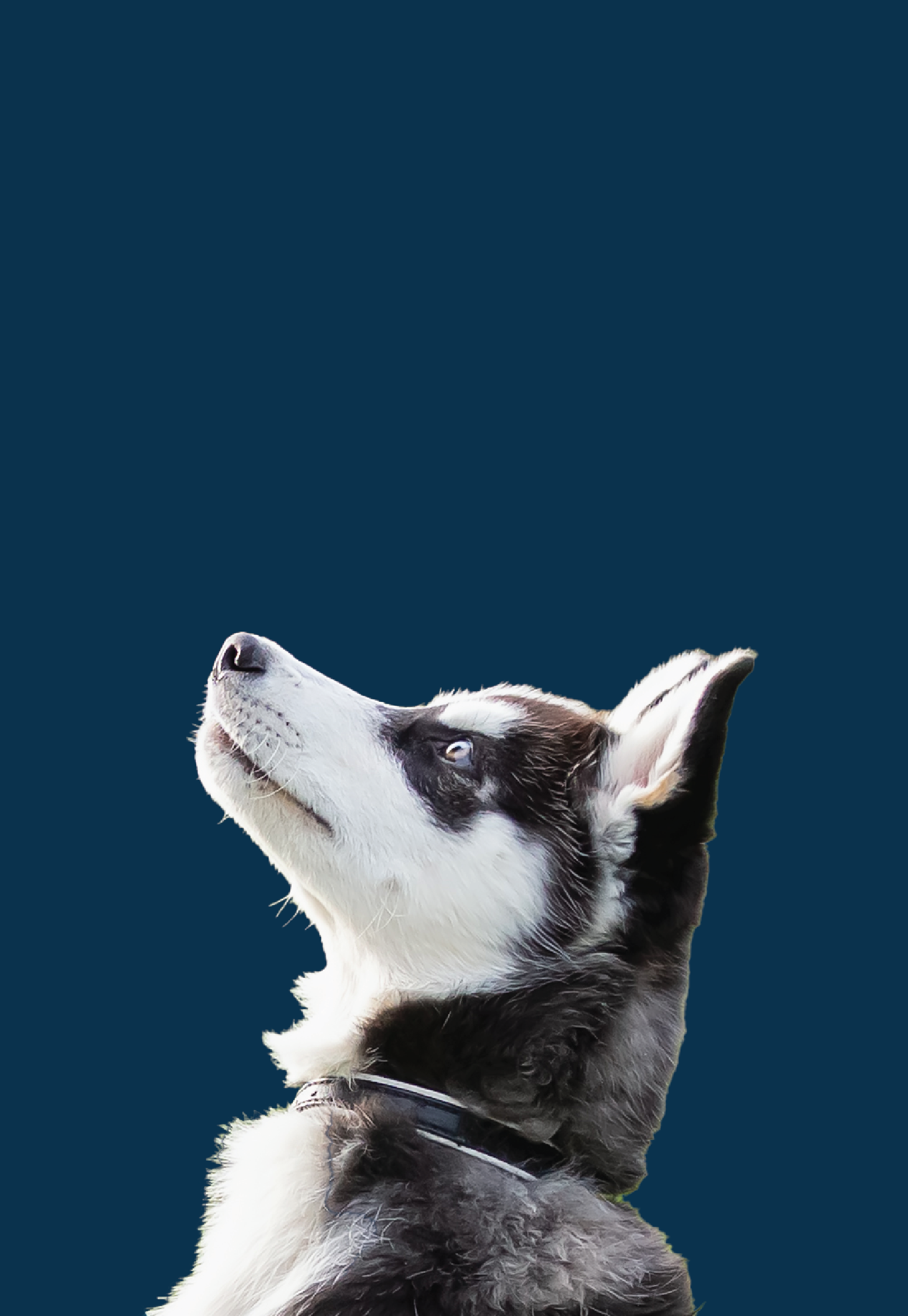 A husky puppy is looking up at the sky on a blue background.