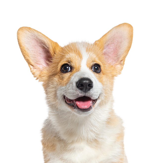 Corgi Training Teaching Basic Obedience Dog Training In Raleigh