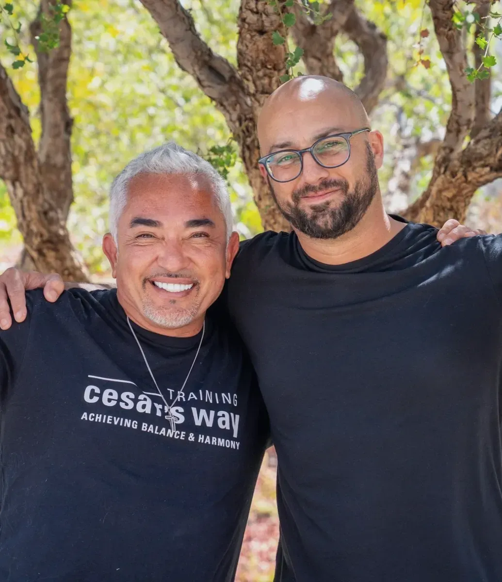 German Shepherd puppy with perked ears, lying on concrete, looking forward, against a wooden fence.
