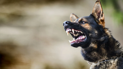 A German Shepherd dog baring teeth in an aggressive display.