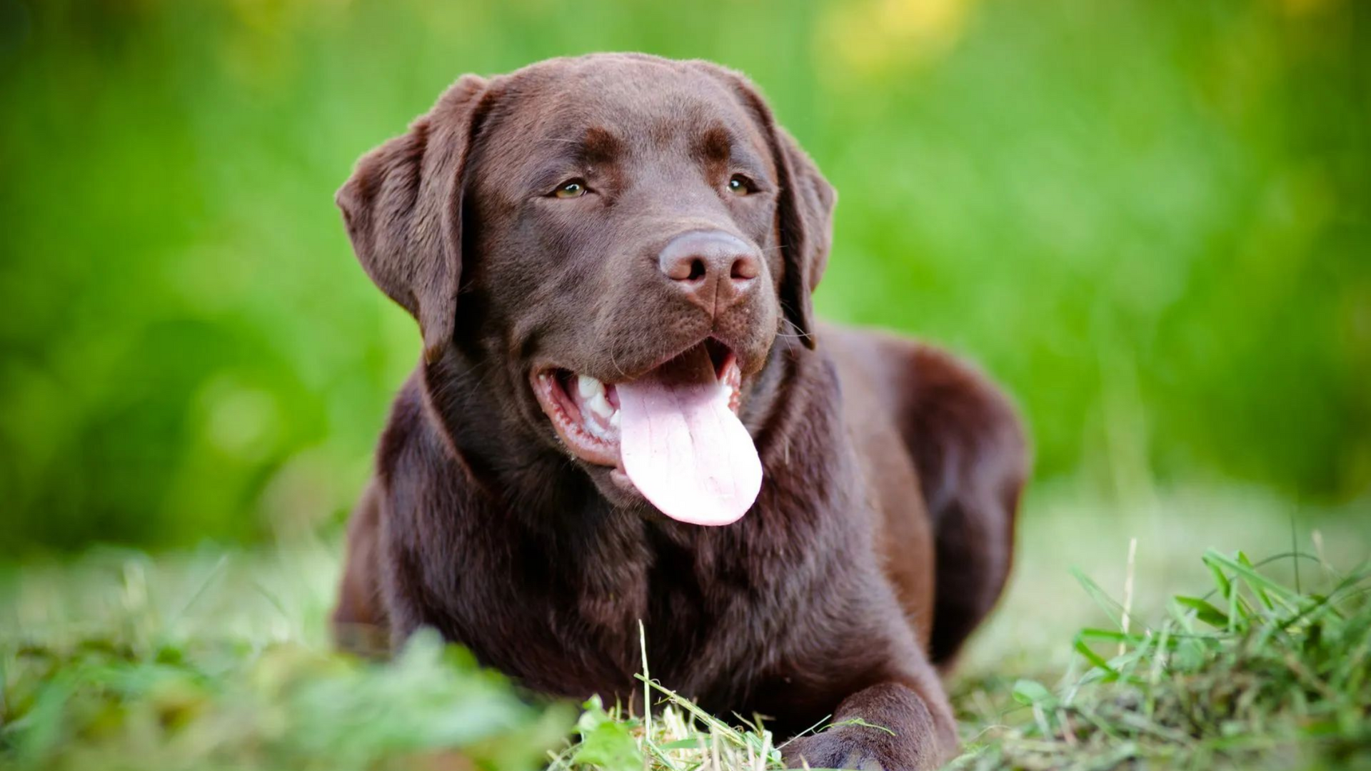 Chocolate Labrador dog resting in green grass, panting with tongue out.