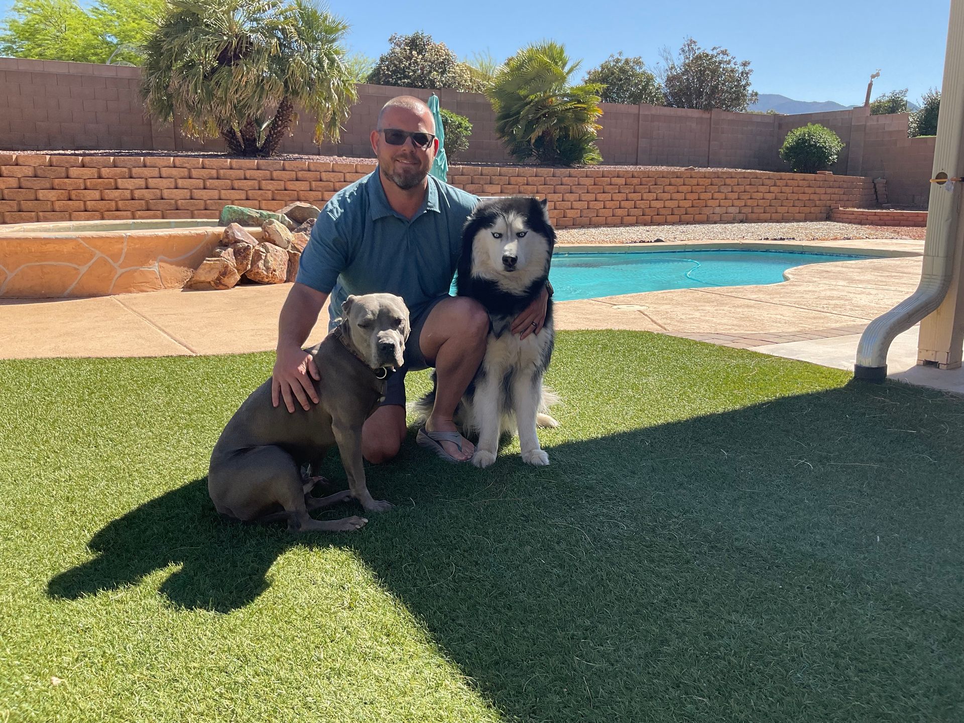 Man kneels with two dogs on green turf near a pool. Sunny outdoor setting.