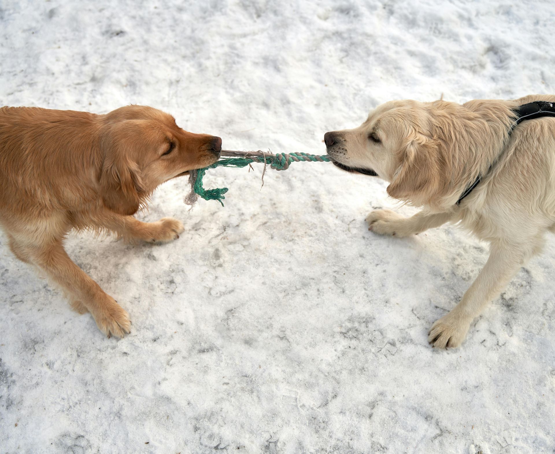 Two dogs are playing with a toy in the snow