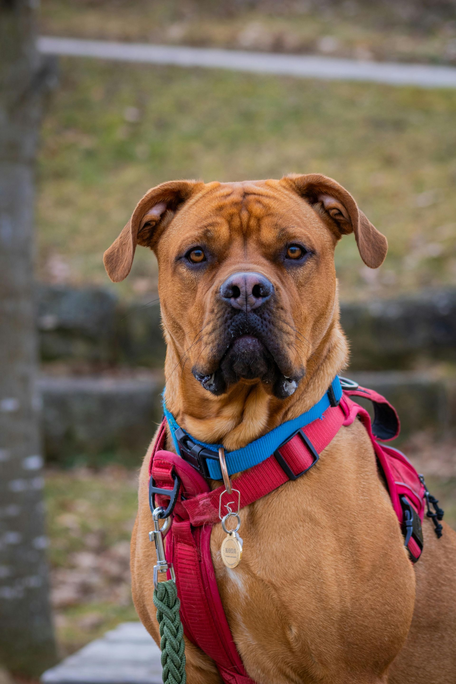 Brown dog wearing a red harness, sitting outdoors with a blurred wooden fence behind it